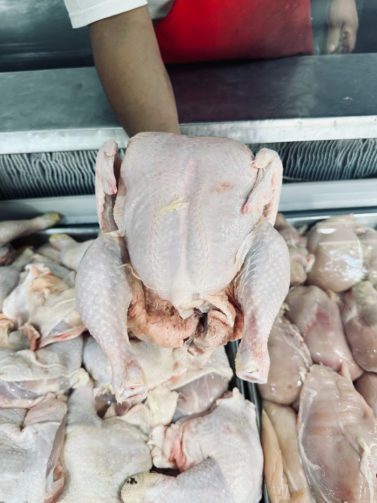 Pollo